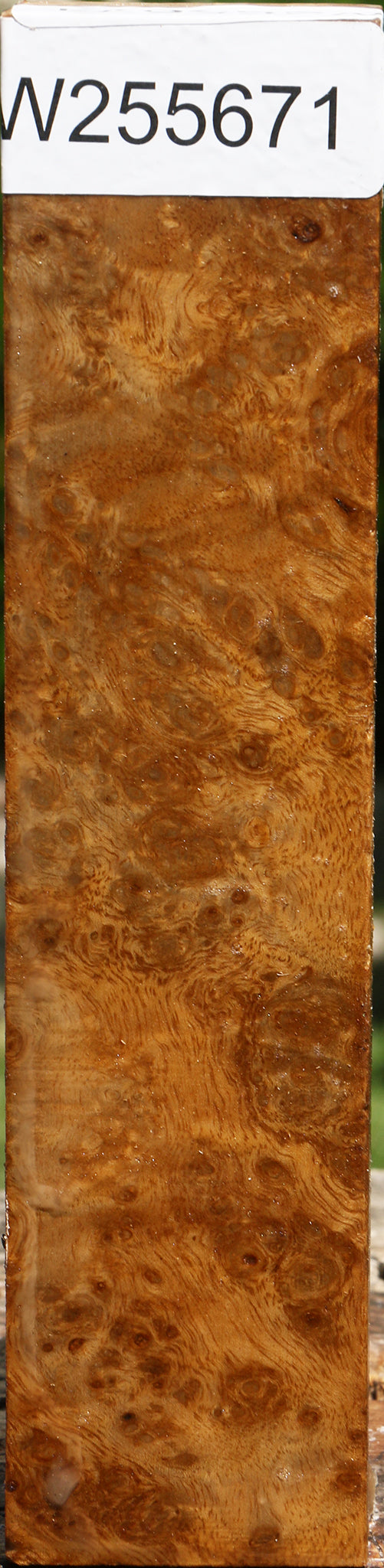 Almond Burl Turning Blank