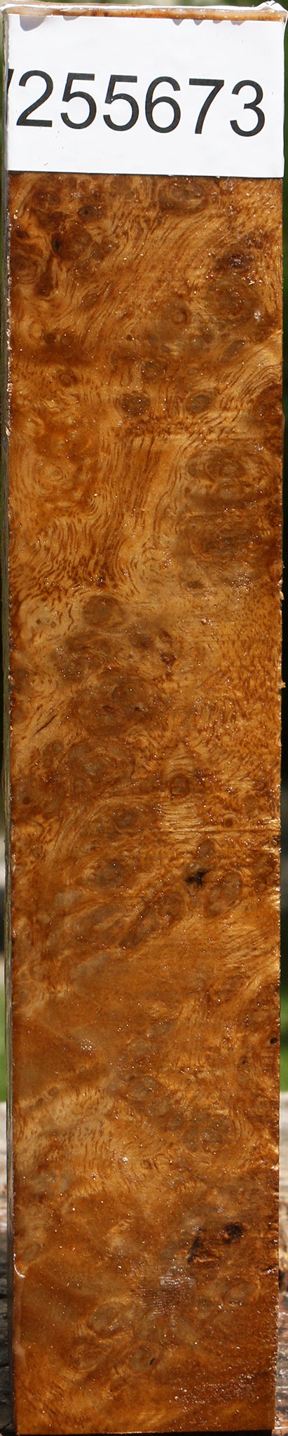 Almond Burl Turning Square