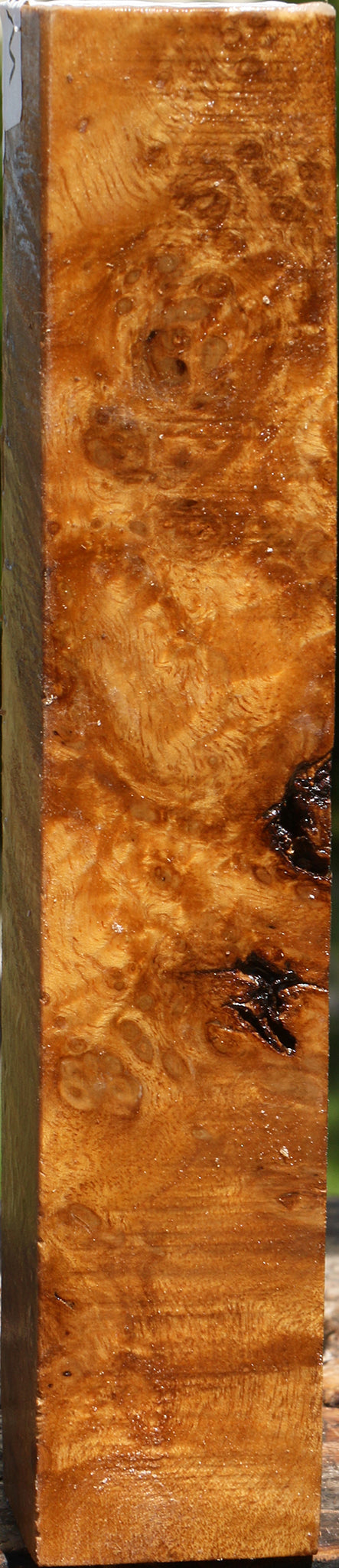 Almond Burl Turning Square