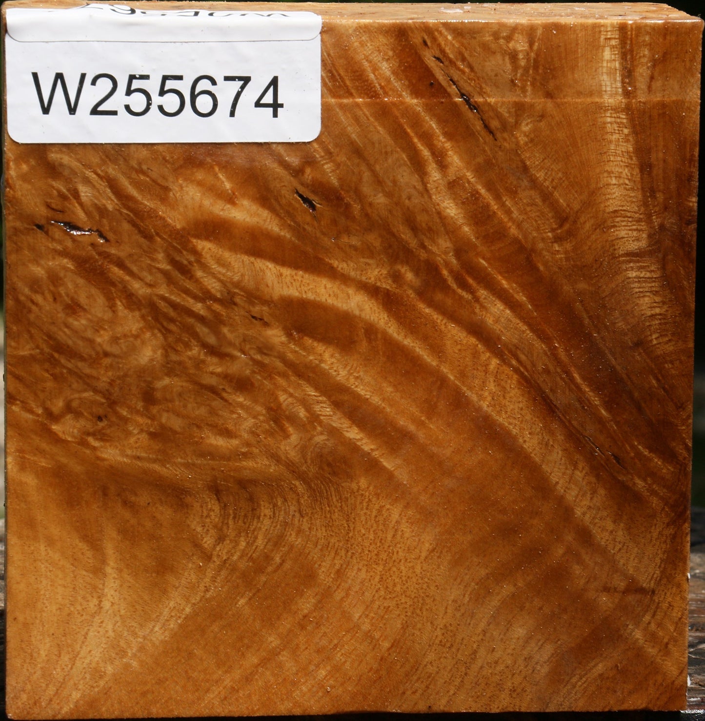 Almond Burl Bowl Blank