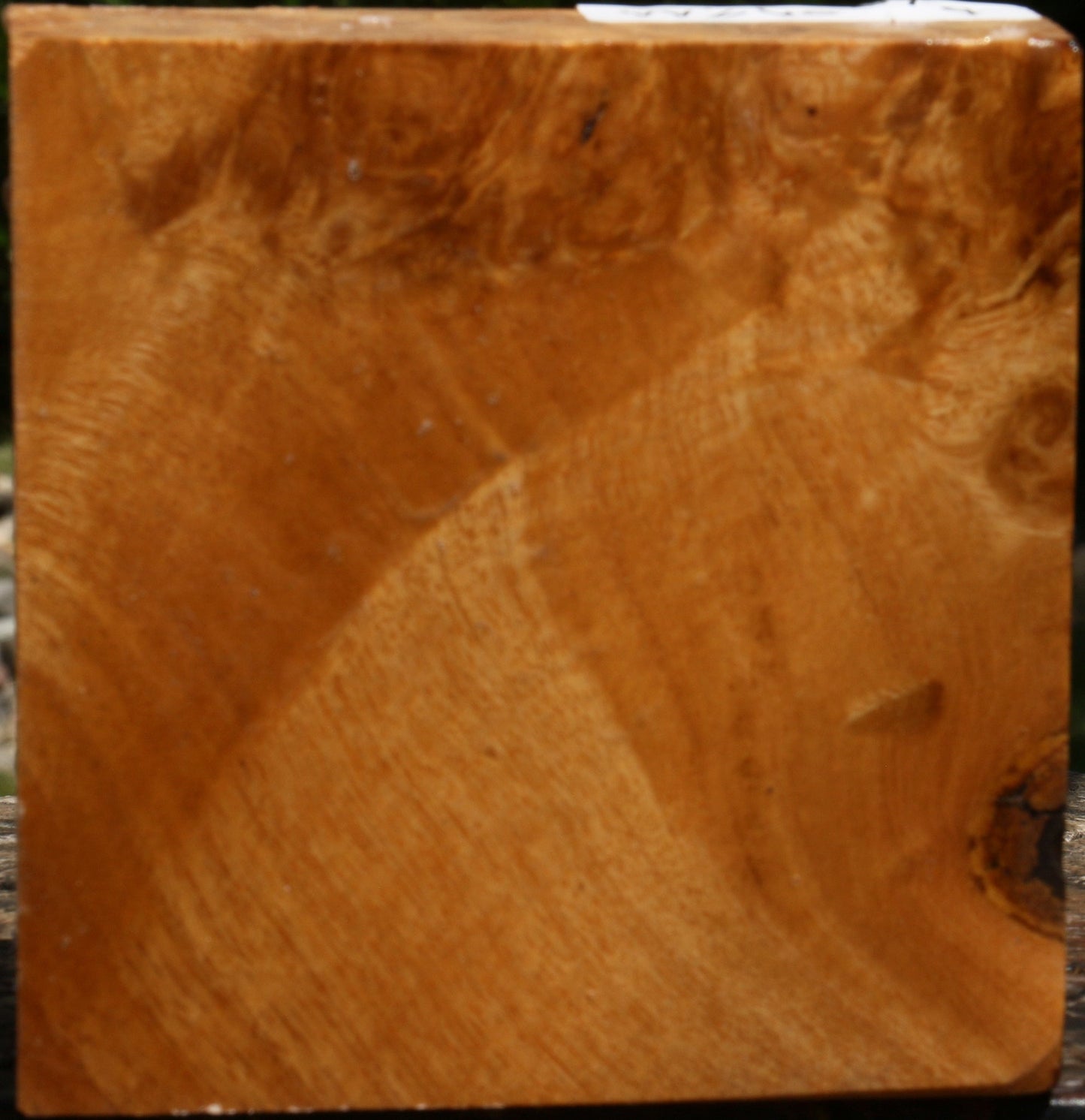 Almond Burl Bowl Blank