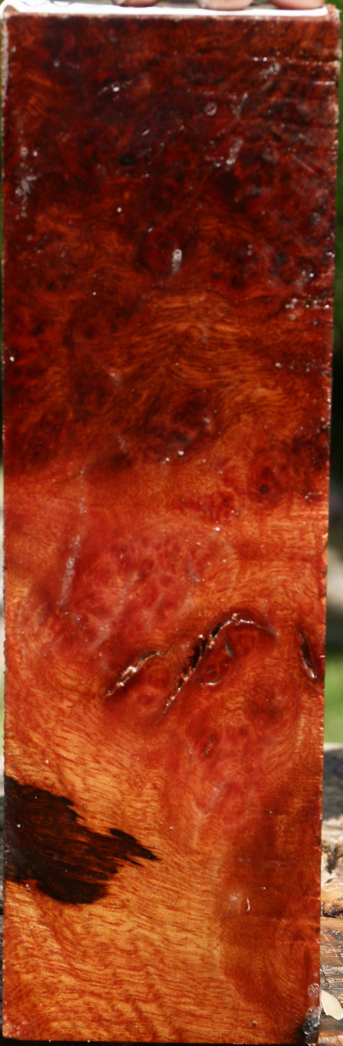 Rustic Camphor Burl Turning Blank