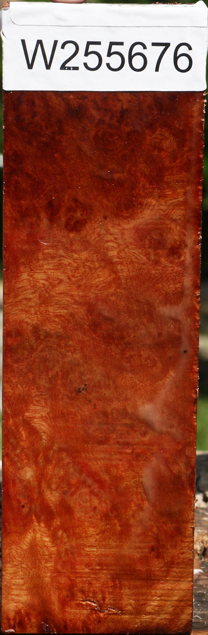 Rustic Camphor Burl Turning Blank