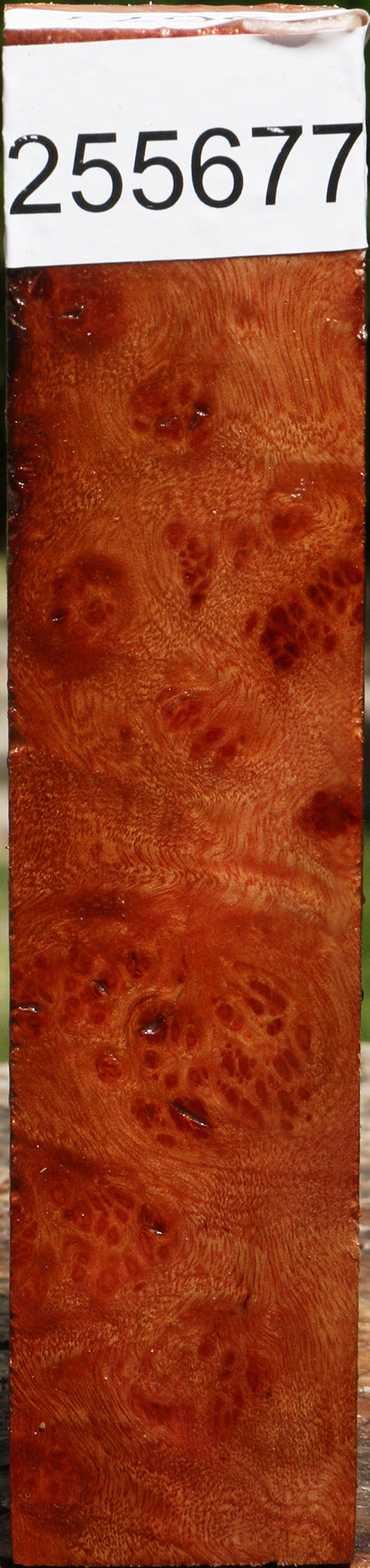 Camphor Burl Turning Square