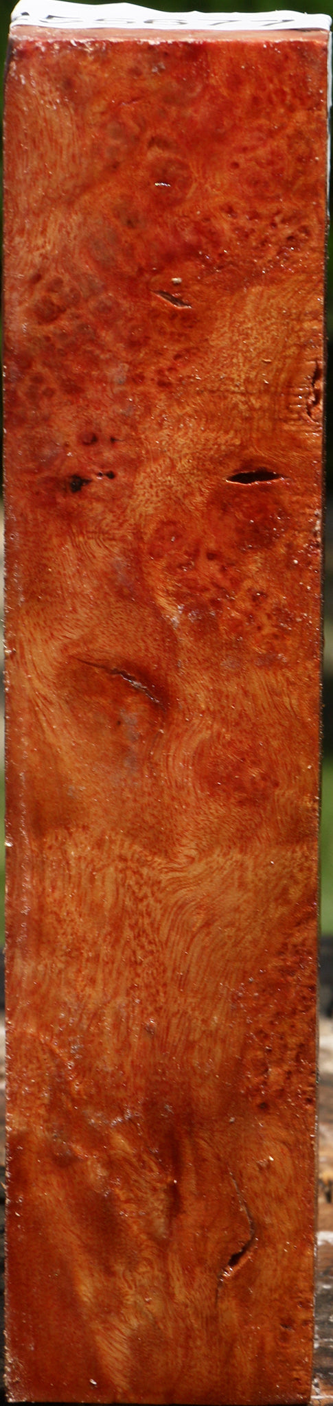 Camphor Burl Turning Square