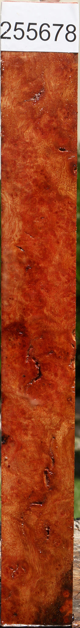 Rustic Camphor Burl Turning Blank