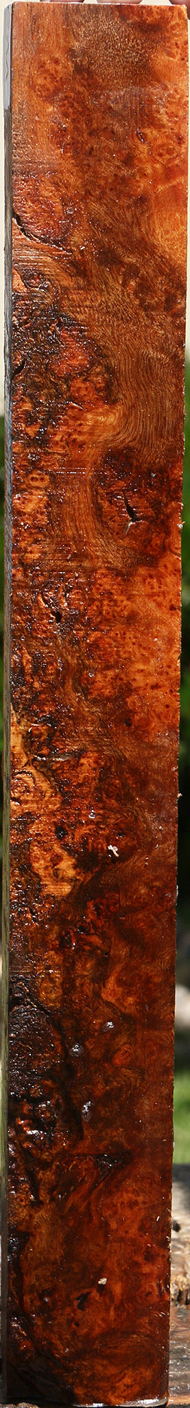 Rustic Camphor Burl Turning Blank