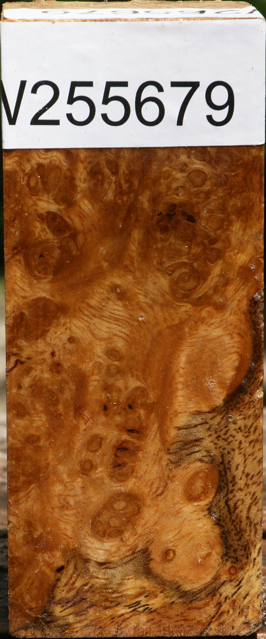 Almond Burl Turning Square