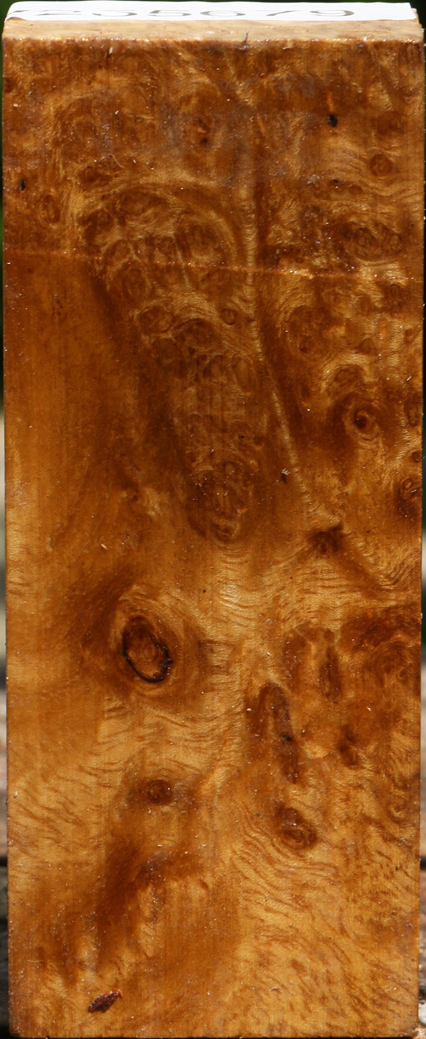 Almond Burl Turning Square