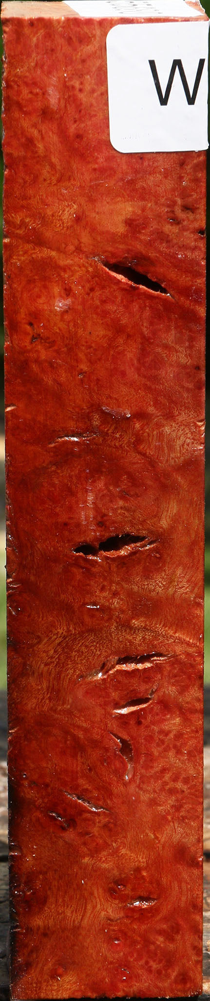 Rustic Camphor Burl Turning Square