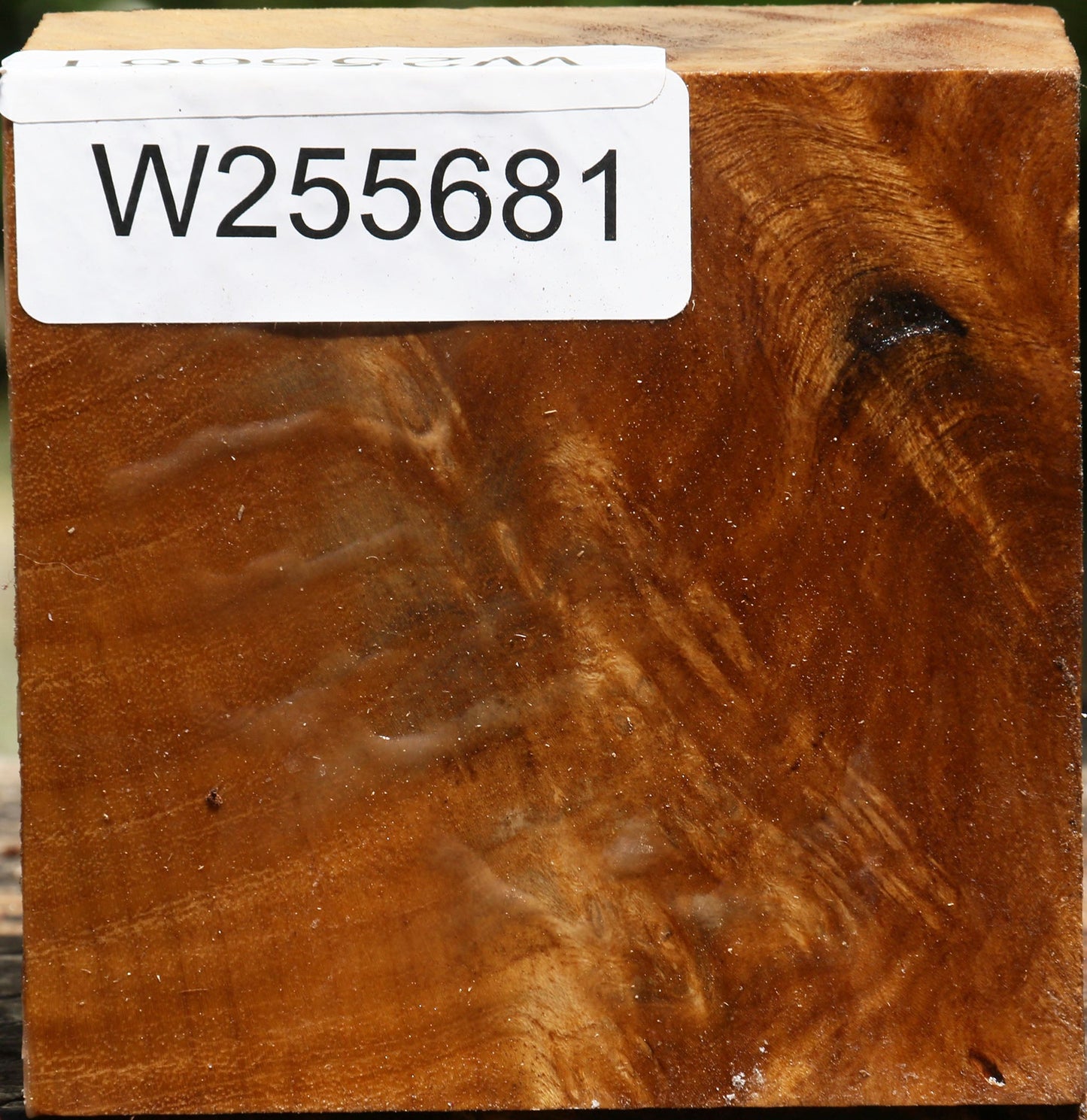 Figured Almond Burl Bowl Blank