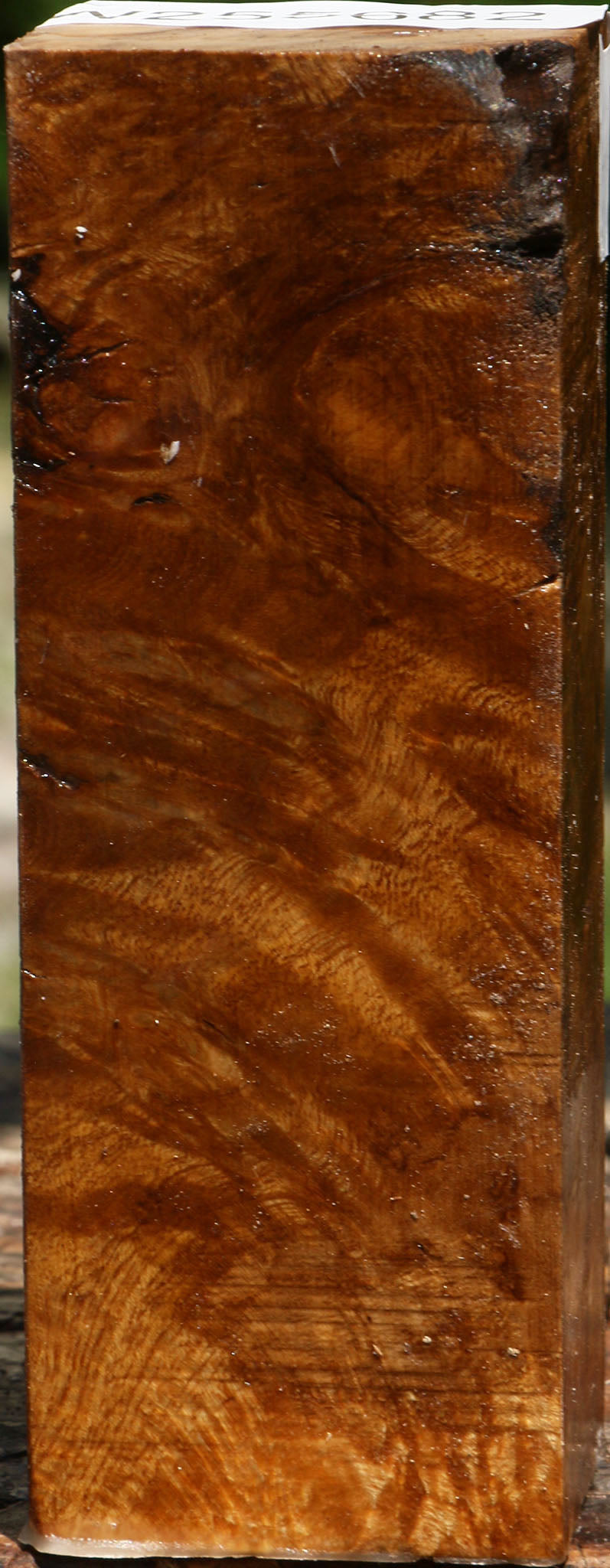 Almond Burl Turning Blank