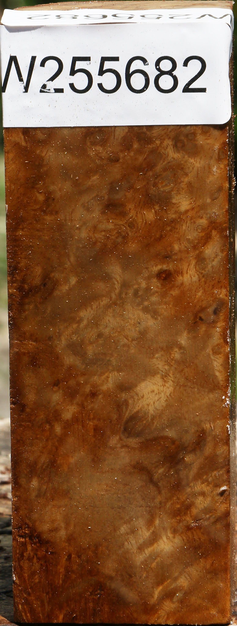 Almond Burl Turning Blank