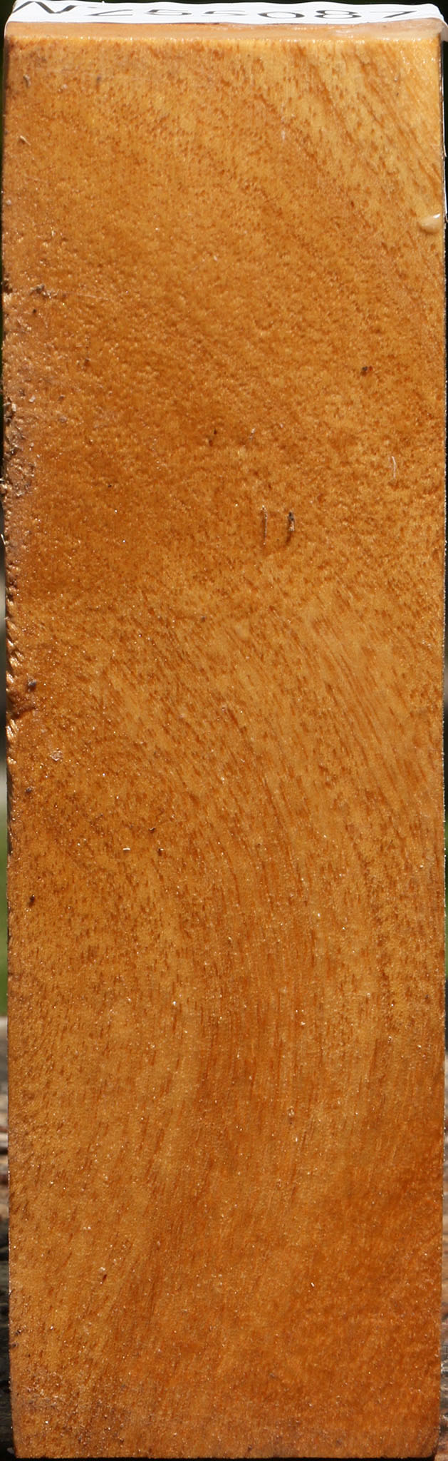Almond Turning Blank