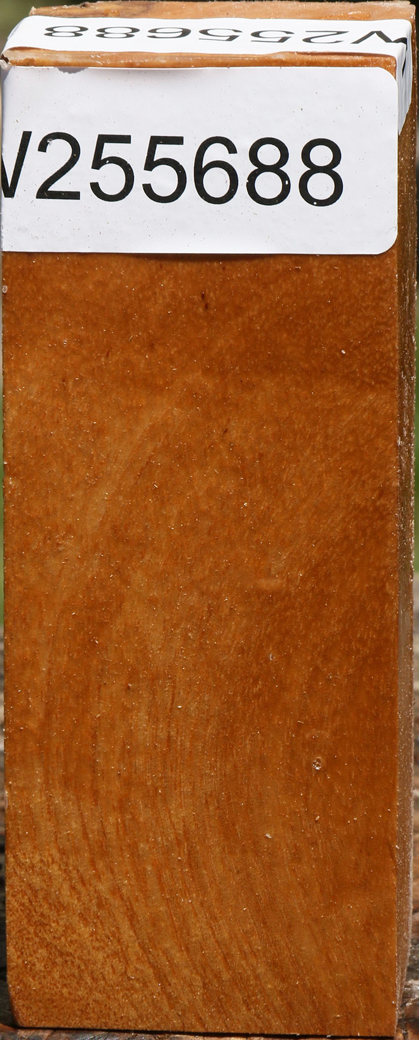 Almond Turning Blank