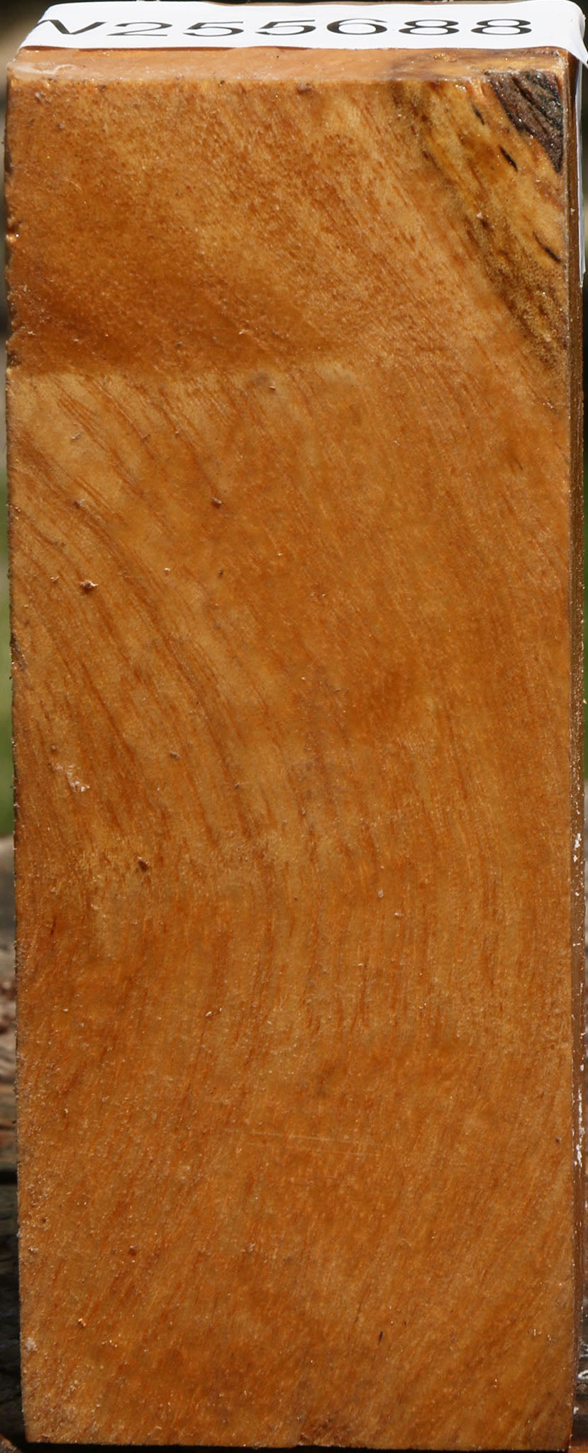 Almond Turning Blank
