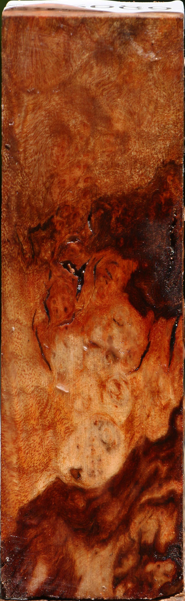 Rustic Camphor Burl Turning Square