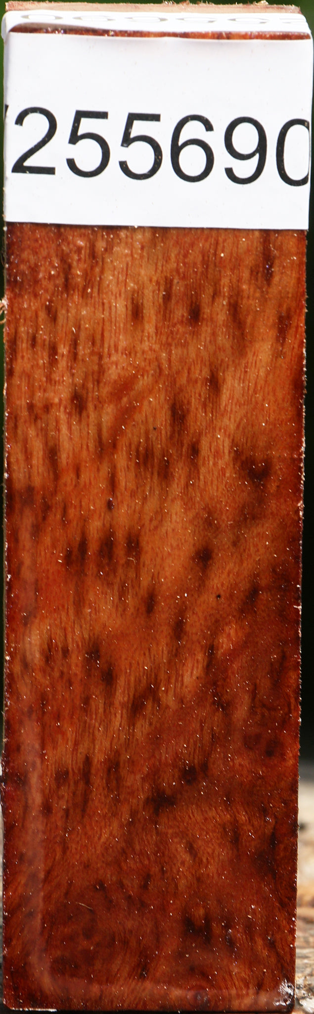 Camphor Burl Turning Square