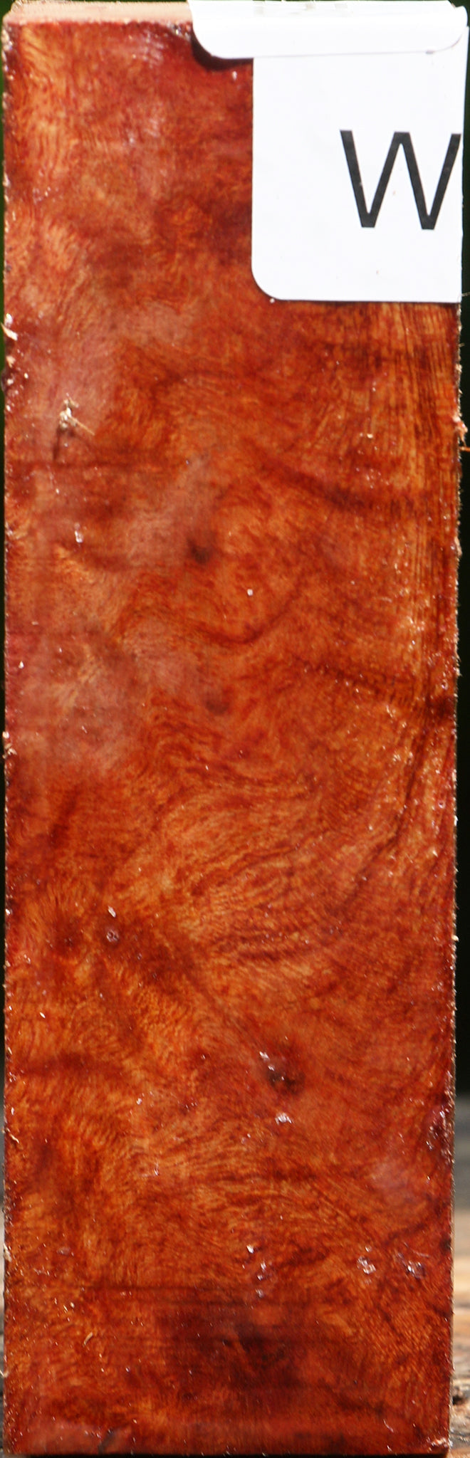 Camphor Burl Turning Square