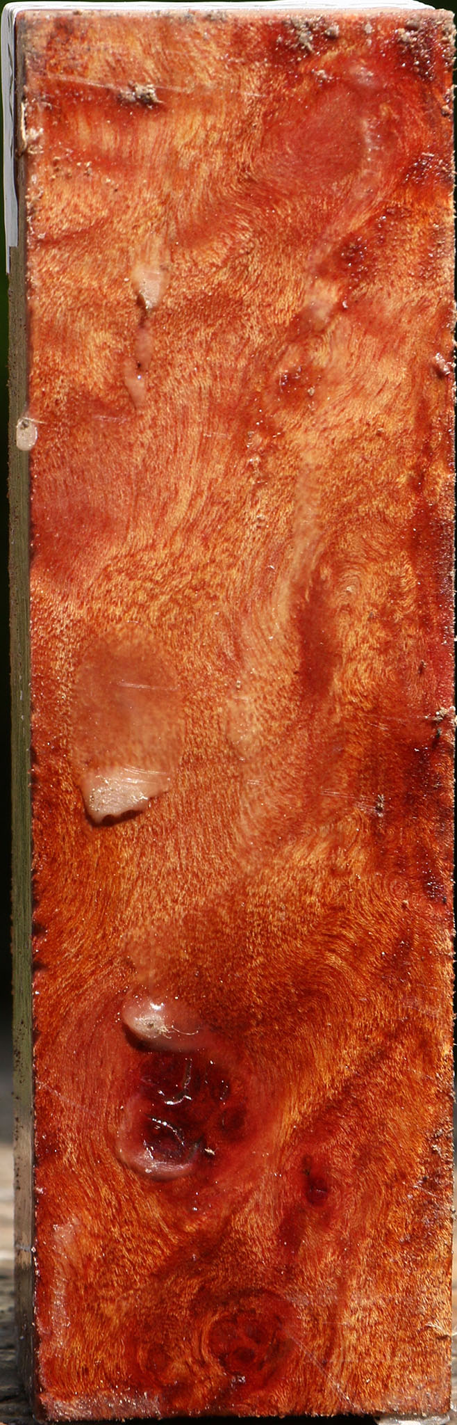 Camphor Burl Turning Square
