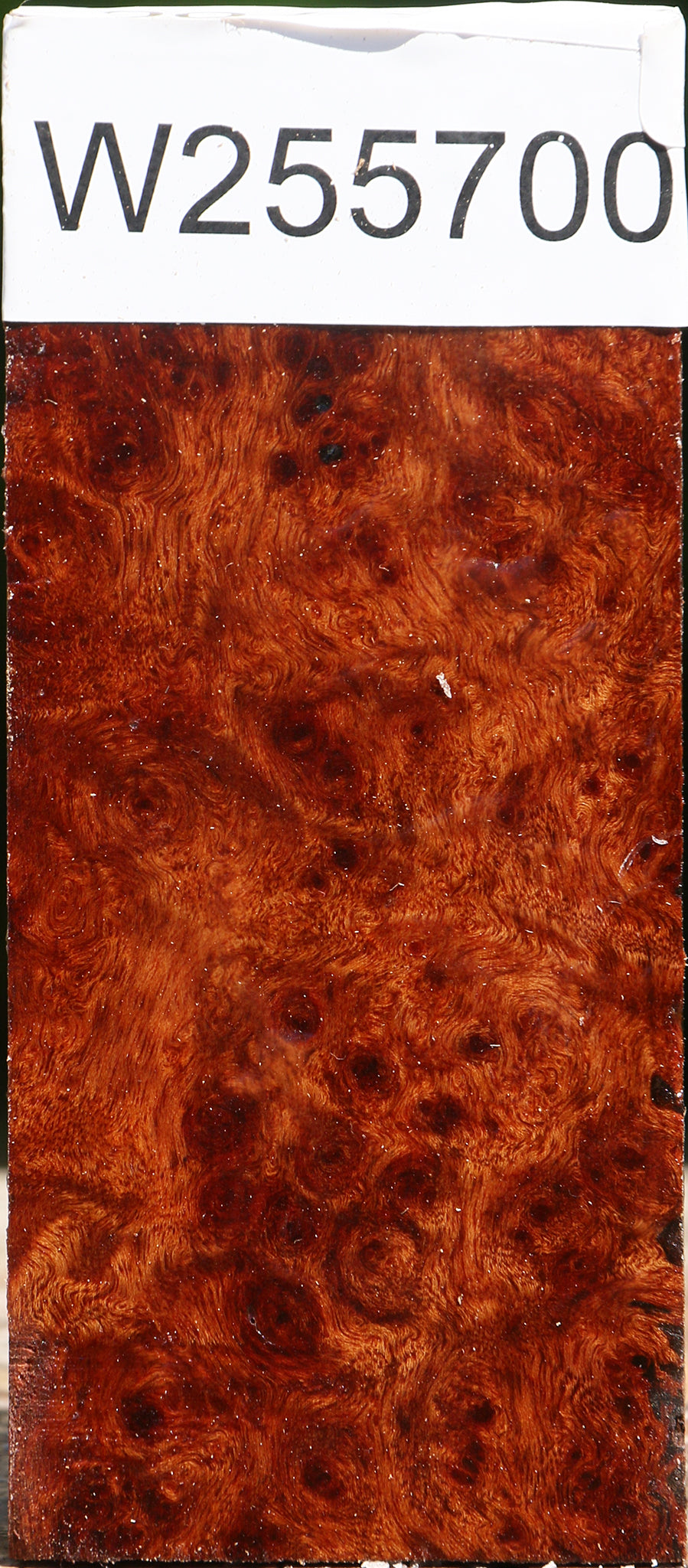 Camphor Burl Turning Blank
