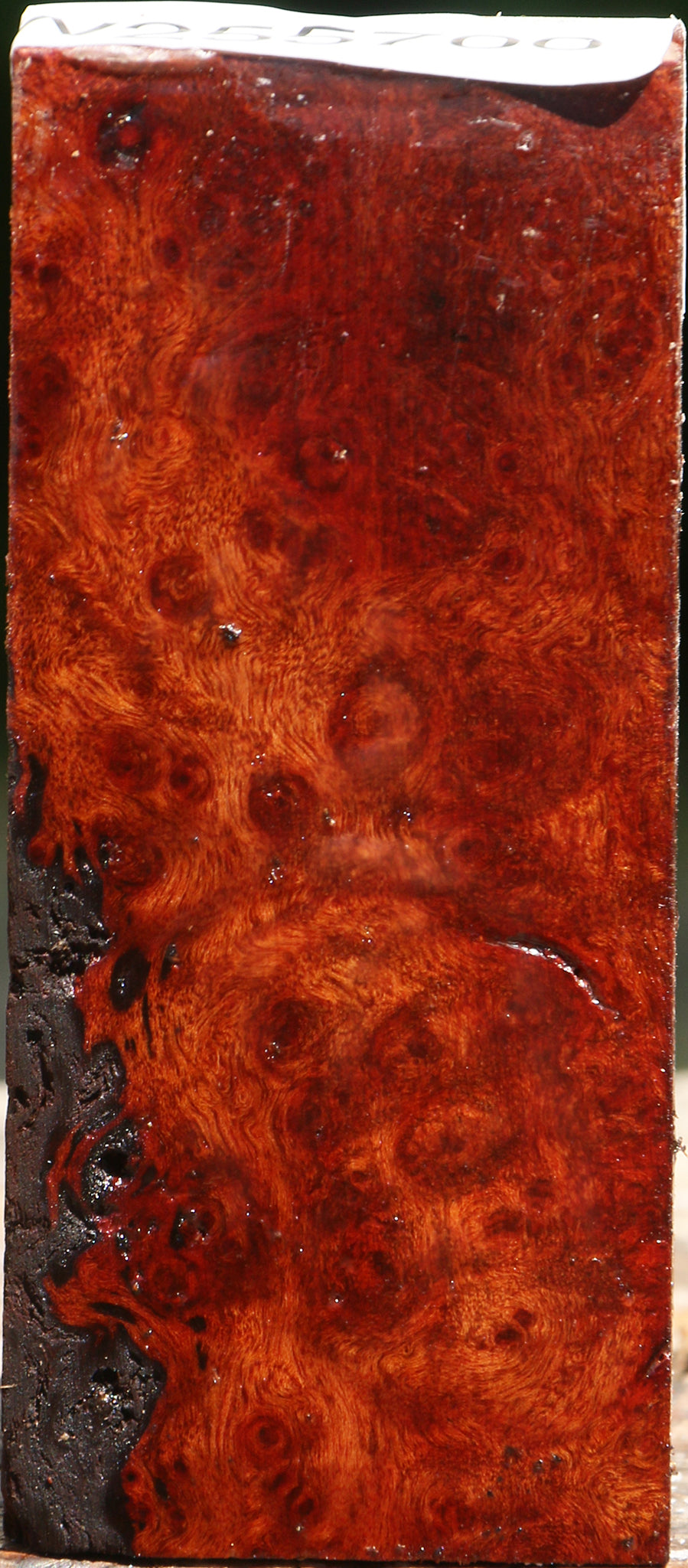 Camphor Burl Turning Blank