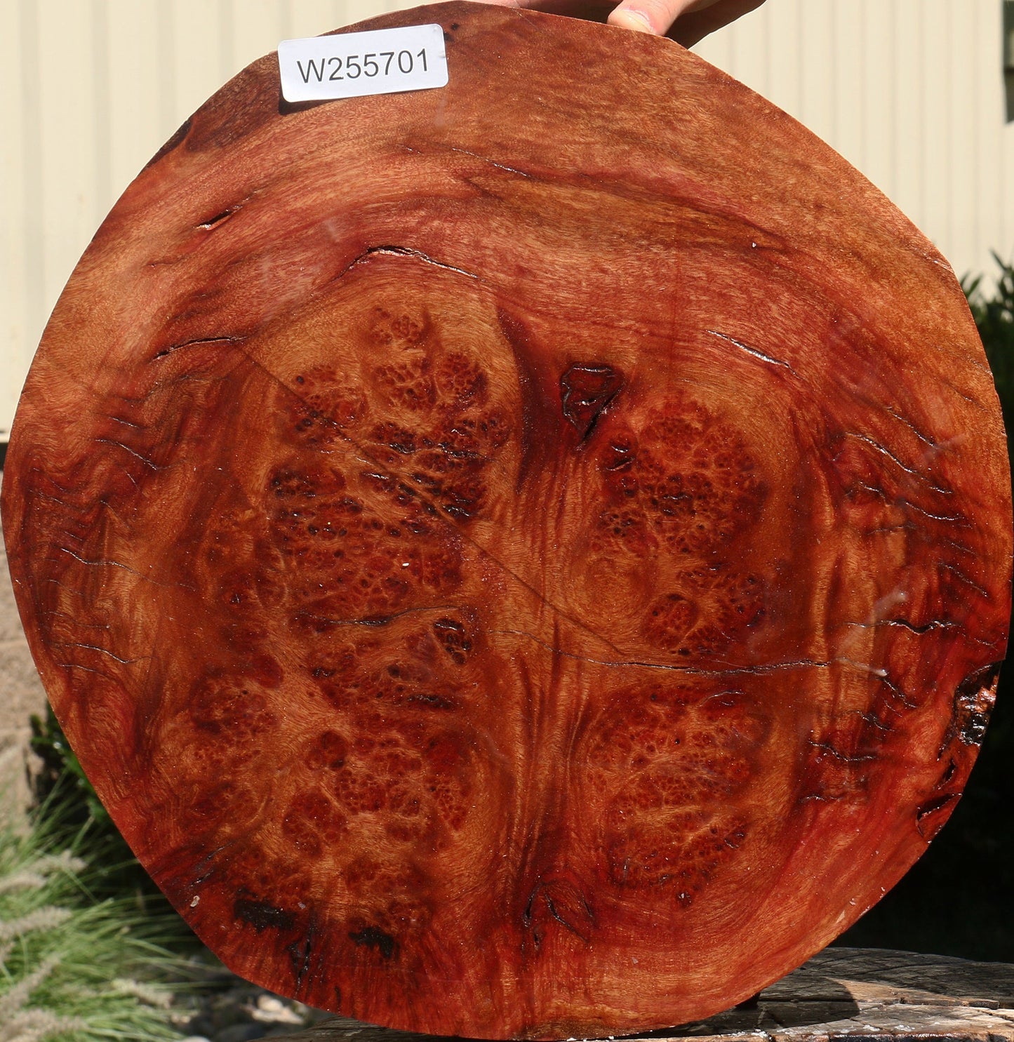 Camphor Burl Live Edge Turning Blank