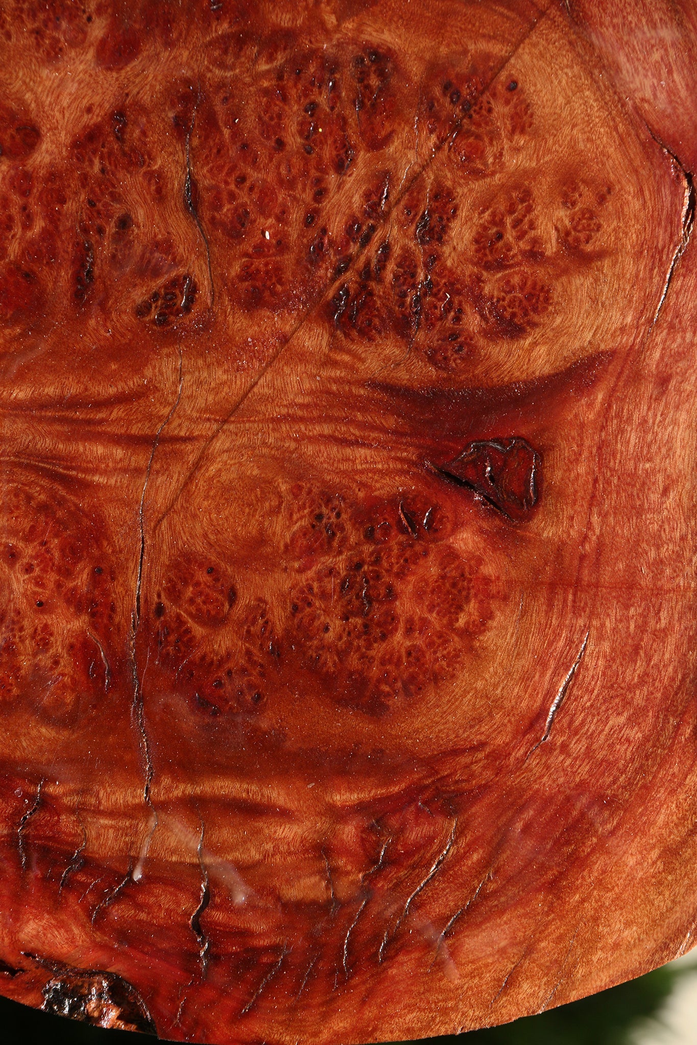 Camphor Burl Live Edge Turning Blank