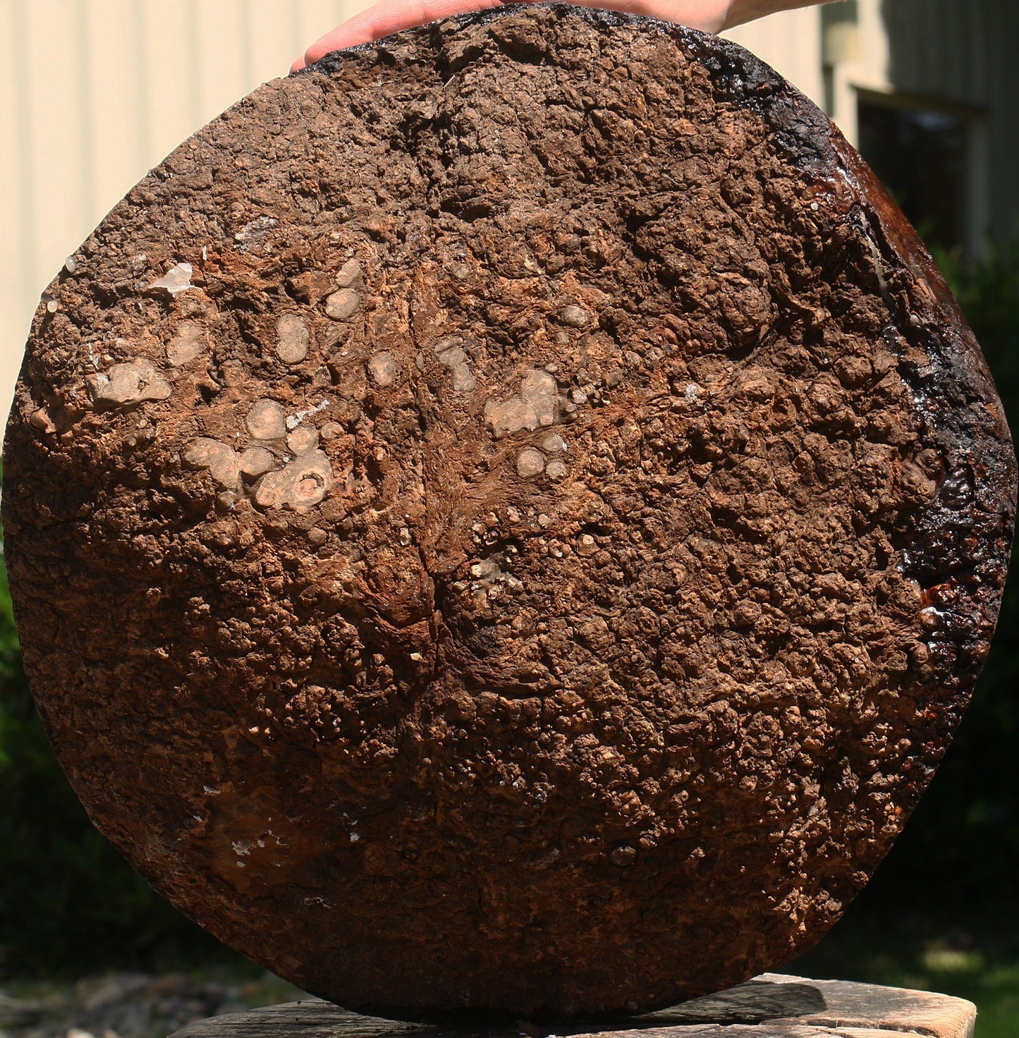 Camphor Burl Live Edge Turning Blank