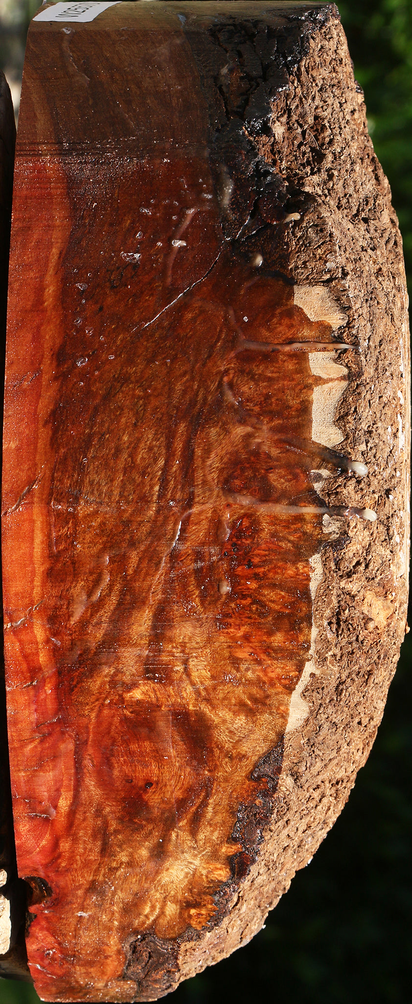 Camphor Burl Live Edge Turning Blank