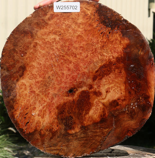 Afzelia Burl Live Edge Bowl Blank