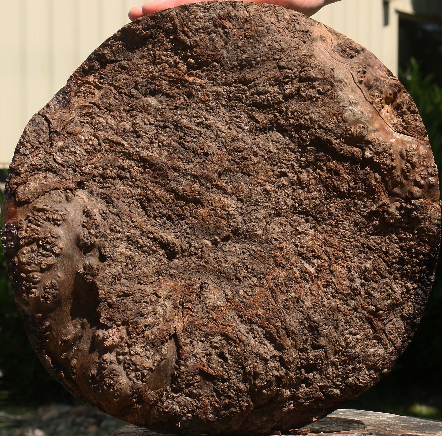 Afzelia Burl Live Edge Bowl Blank