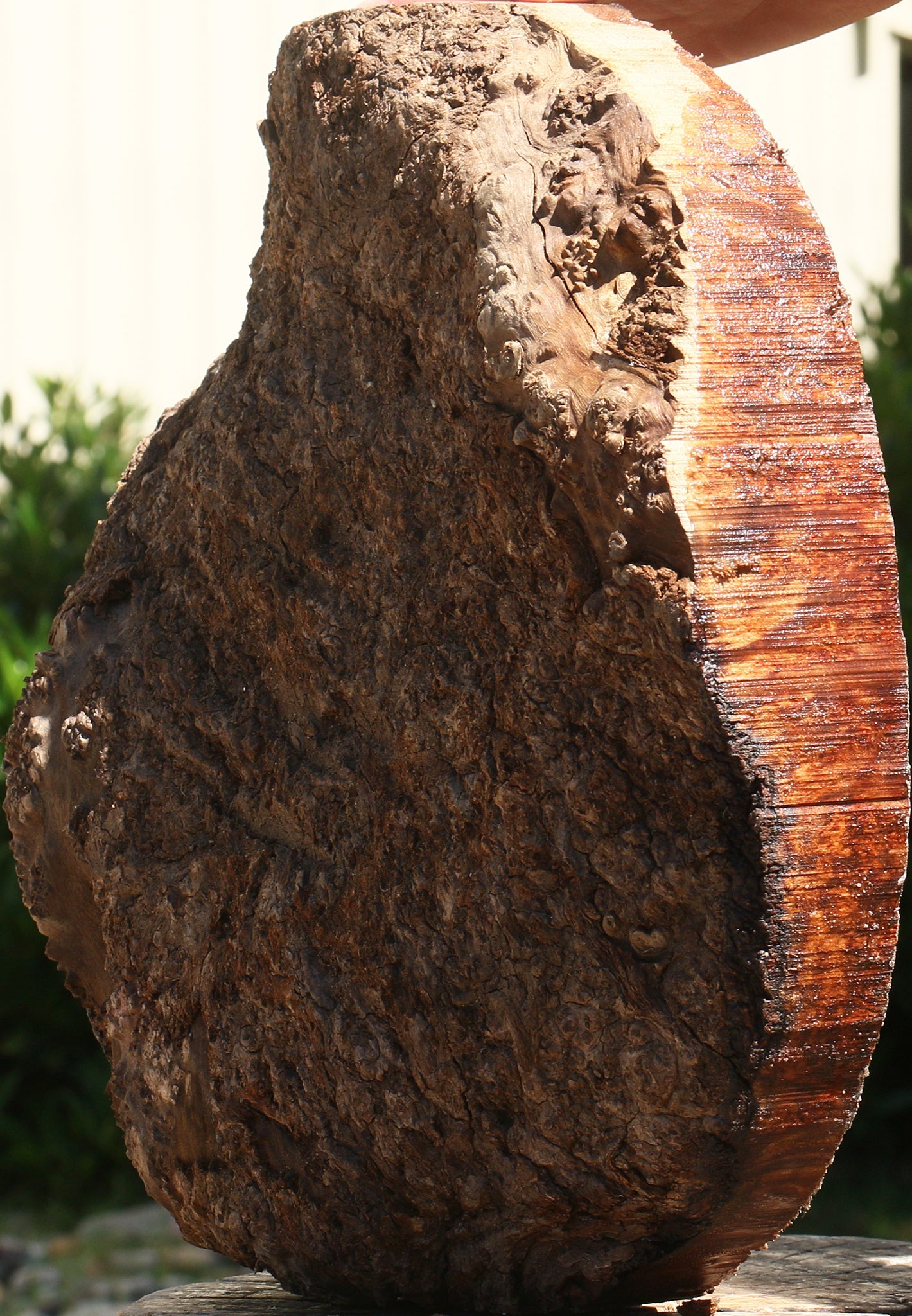 Afzelia Burl Live Edge Bowl Blank