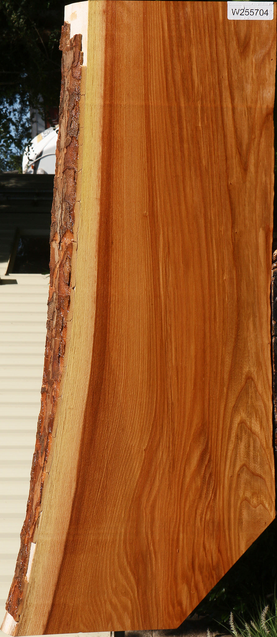 Chinese Elm Live Edge Mini Slab