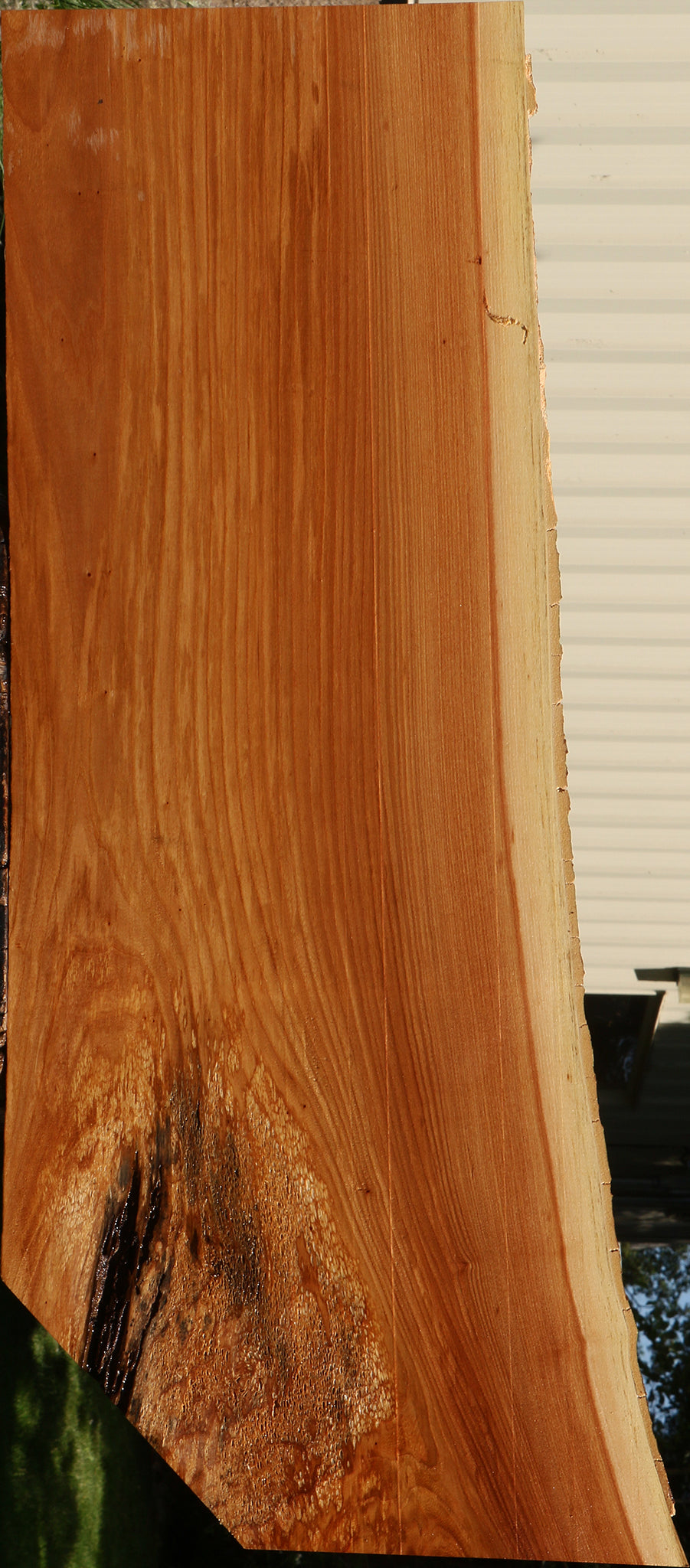 Chinese Elm Live Edge Mini Slab