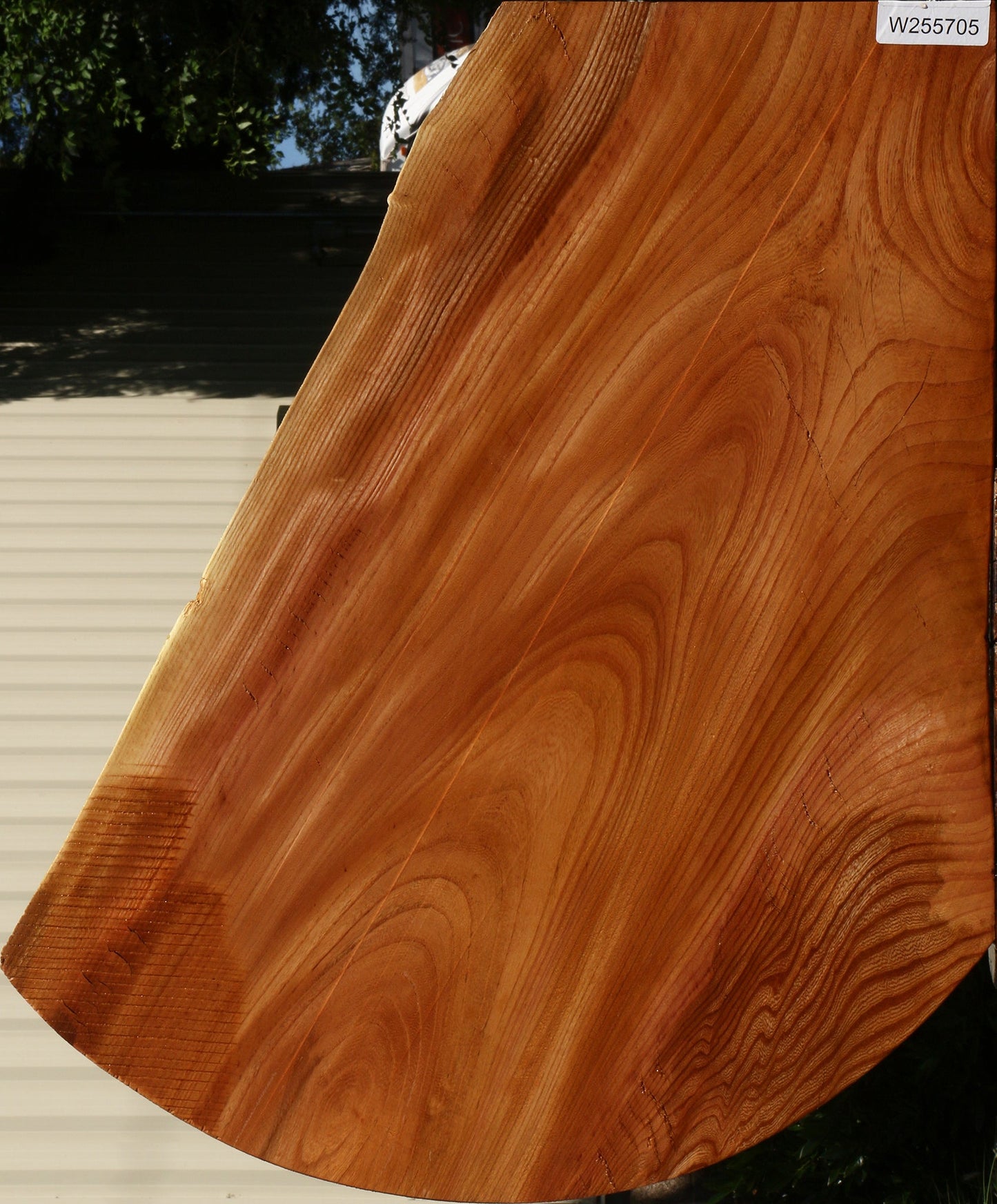 Figured Chinese Elm Live Edge Mini Slab