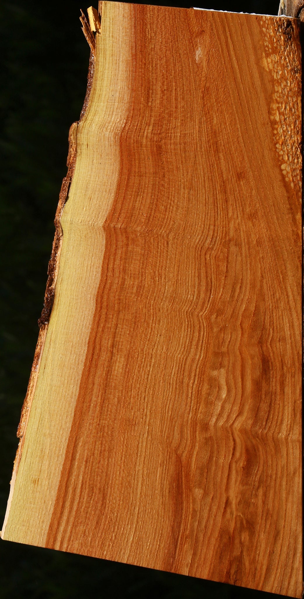 Chinese Elm Live Edge Lumber