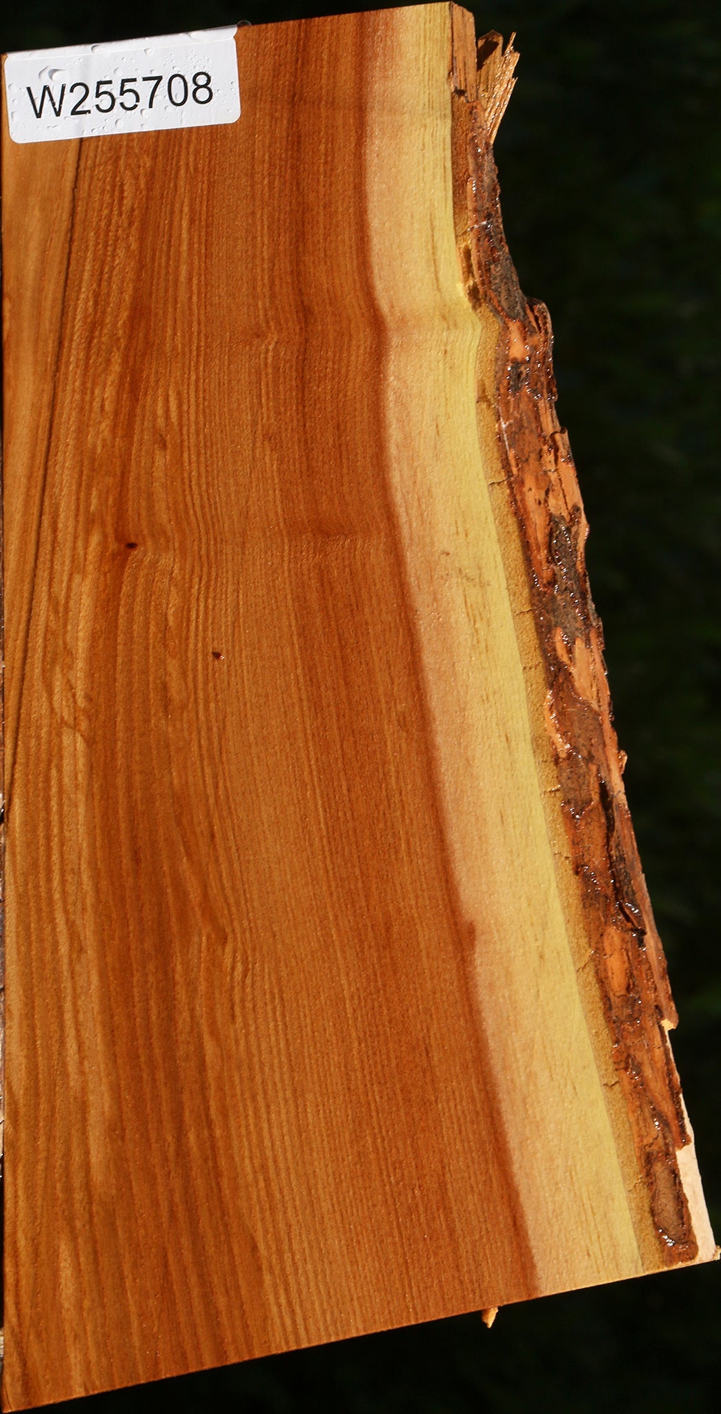Chinese Elm Live Edge Lumber