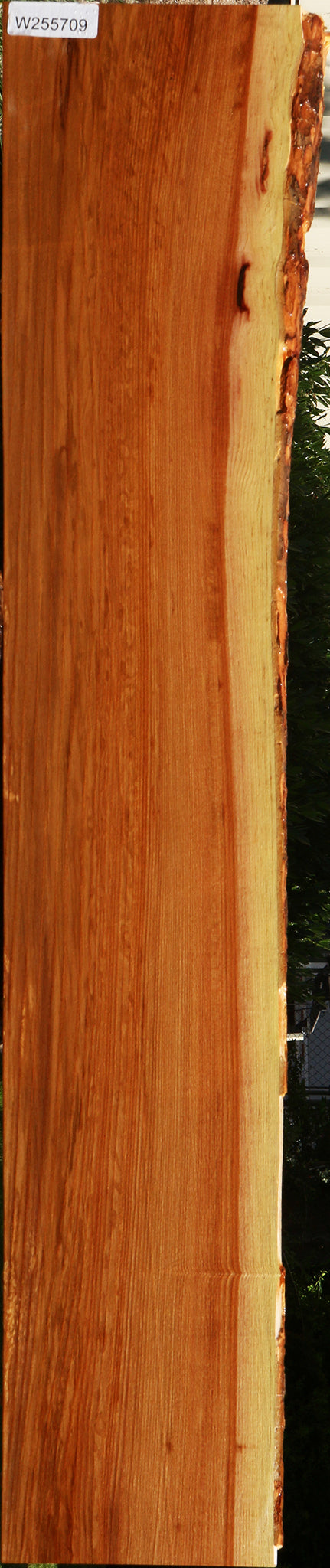 Chinese Elm Live Edge Mini Slab