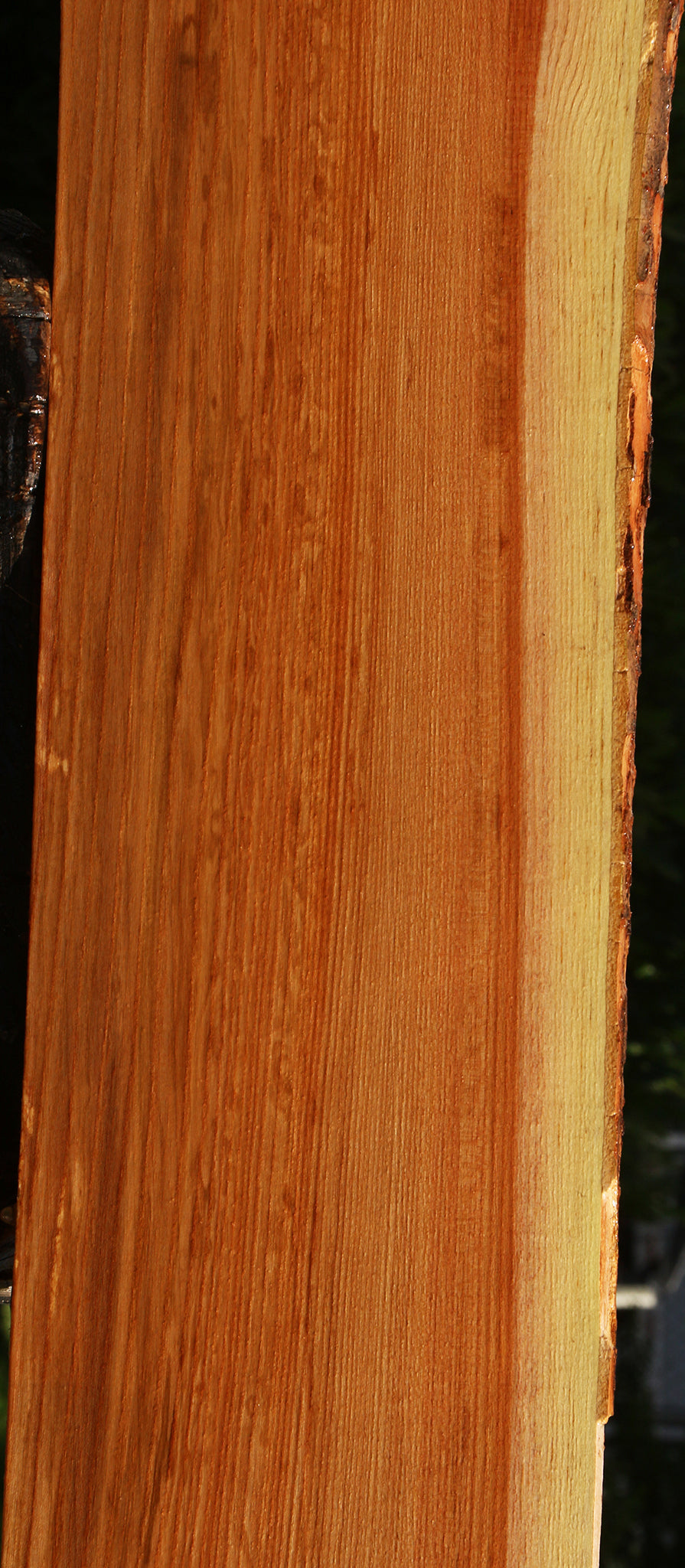 Chinese Elm Live Edge Mini Slab