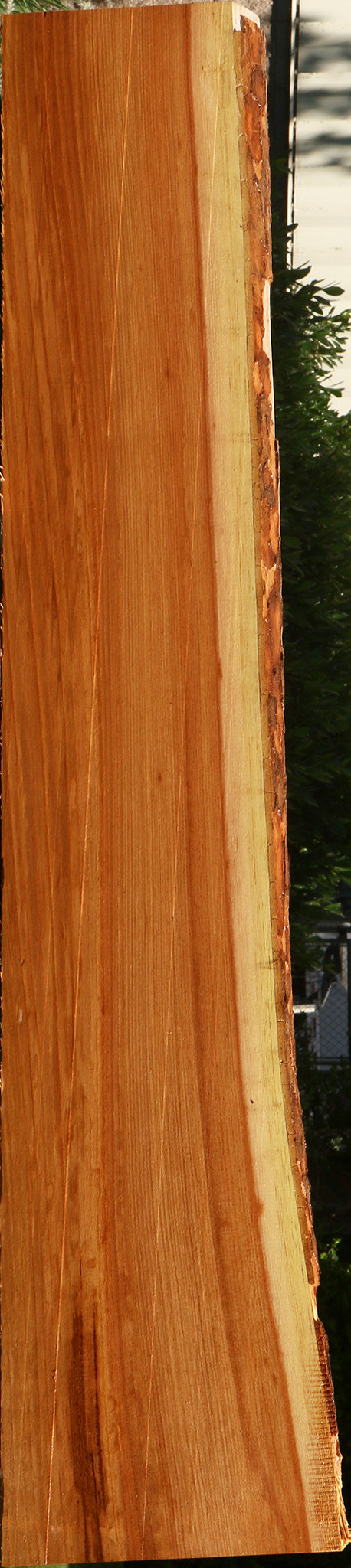 Chinese Elm Live Edge Mini Slab