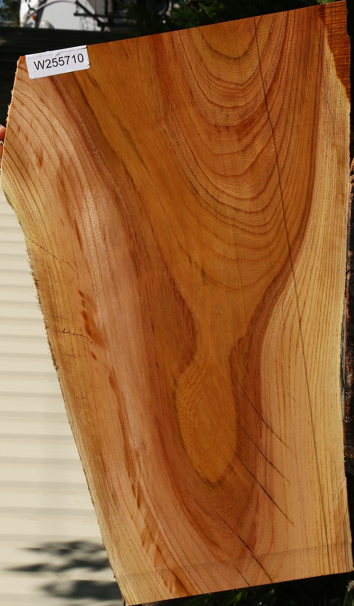 Chinese Elm Live Edge Lumber