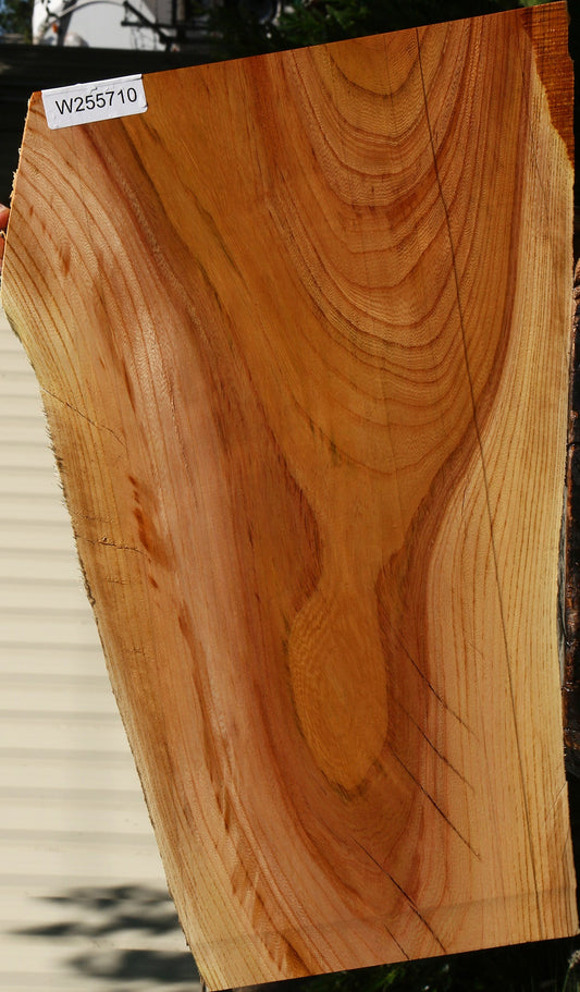 Chinese Elm Live Edge Lumber