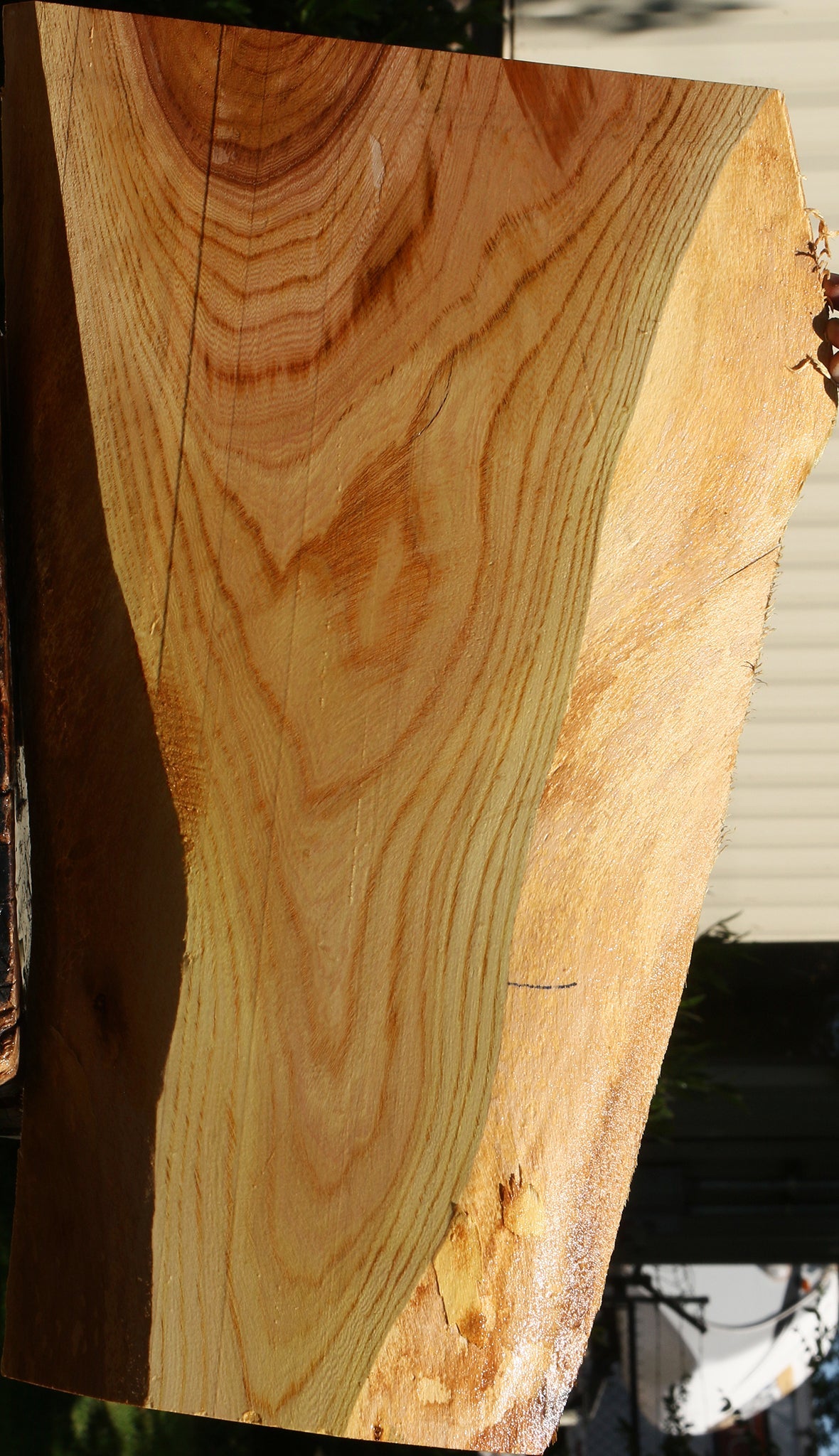 Chinese Elm Live Edge Lumber
