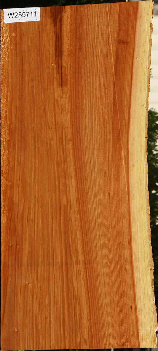Chinese Elm Live Edge Mini Slab