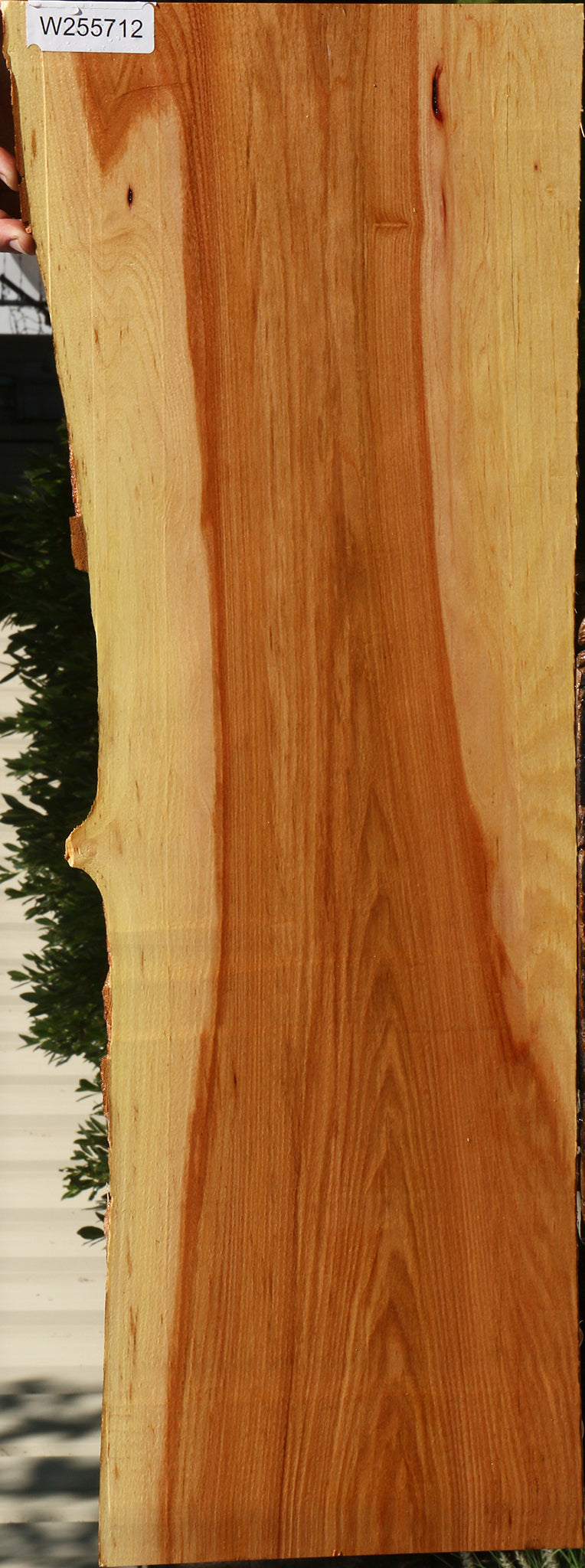 Chinese Elm Live Edge Mini Slab