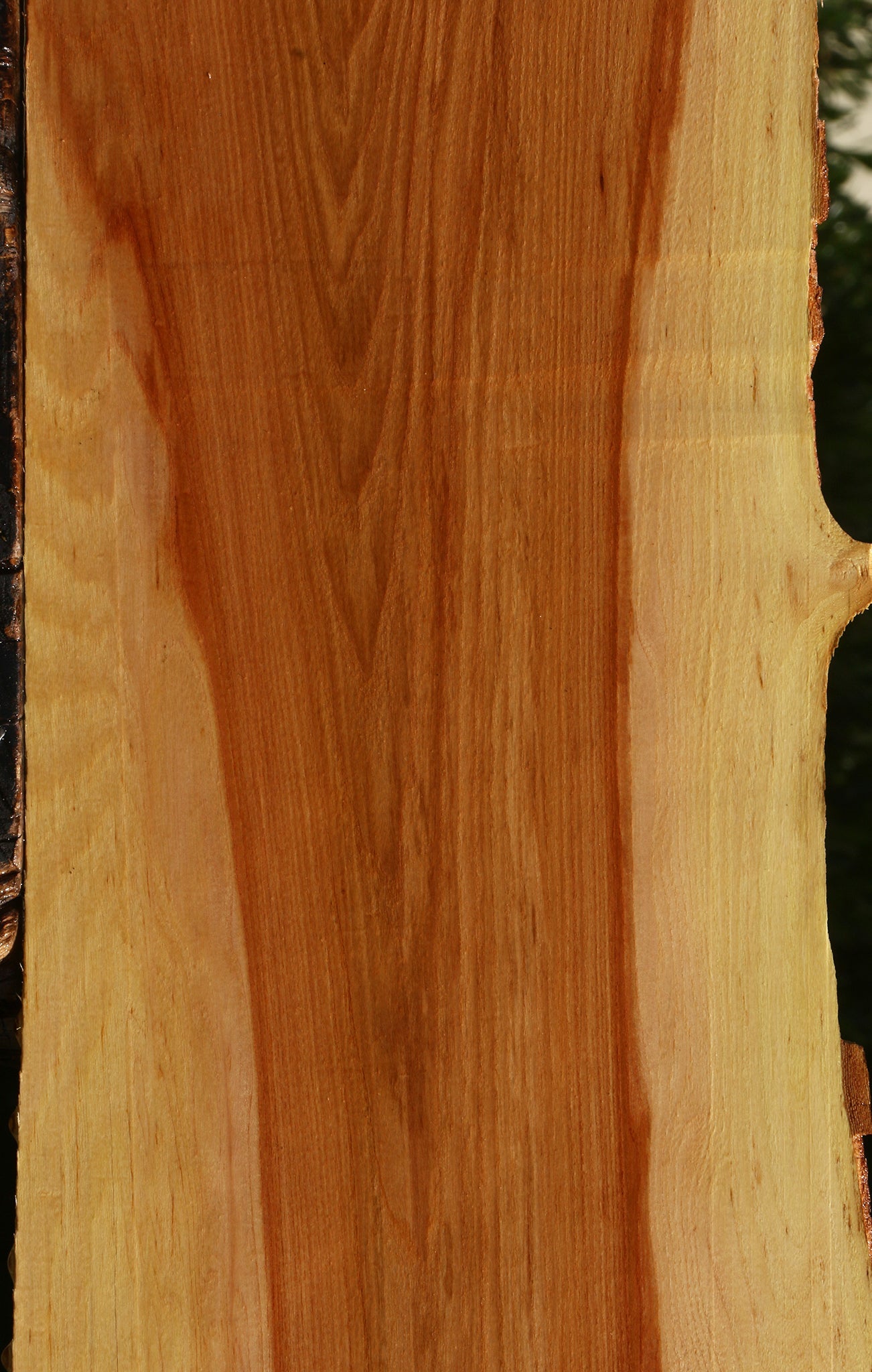 Chinese Elm Live Edge Mini Slab
