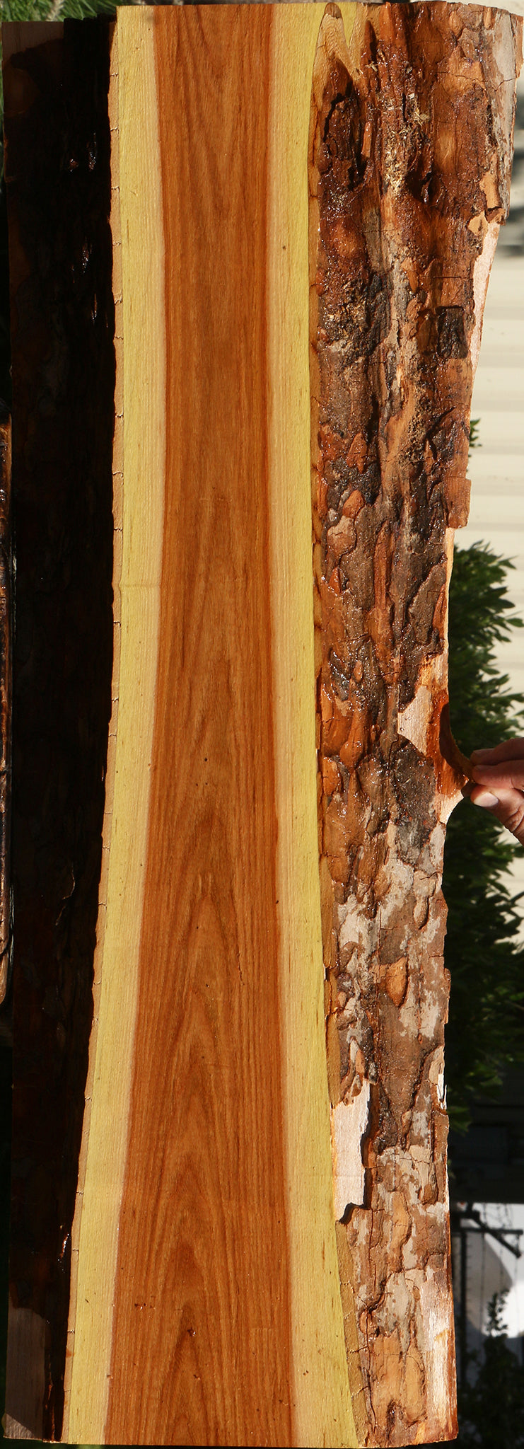 Chinese Elm Live Edge Mini Slab