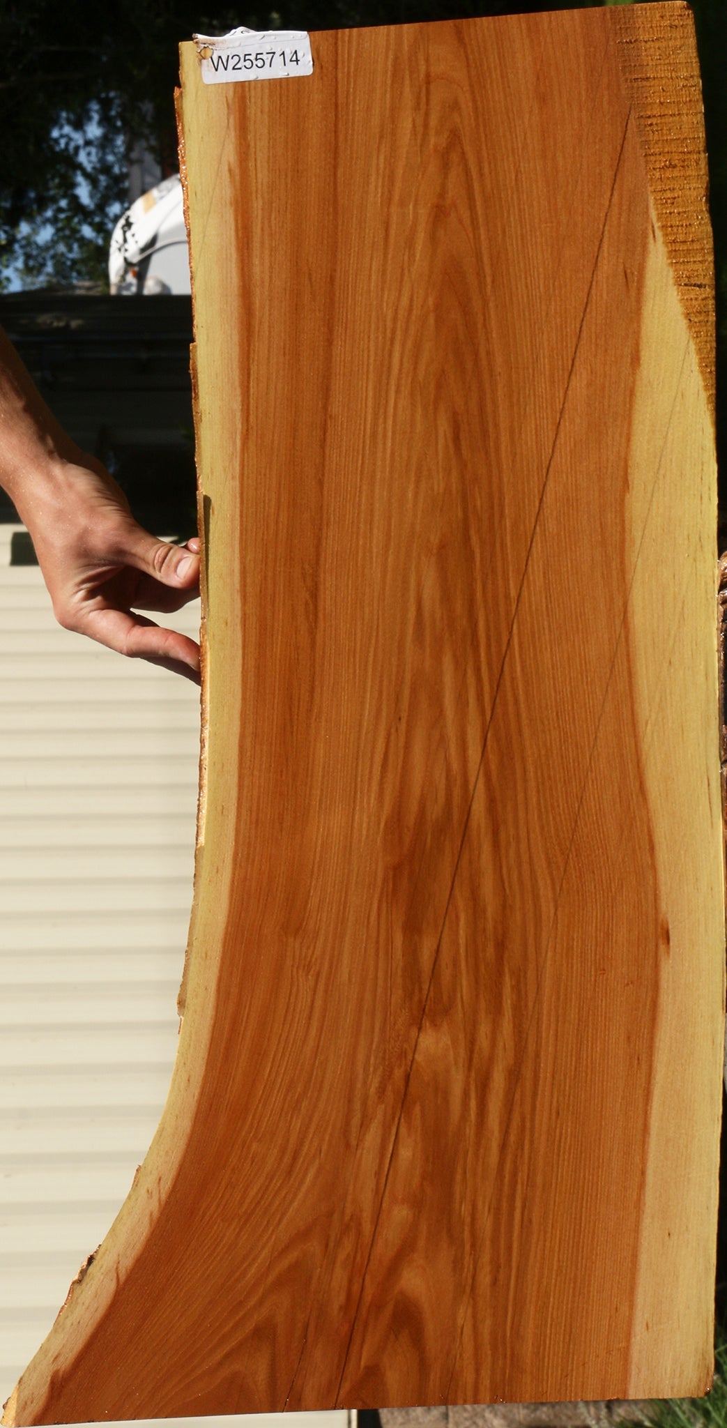 Chinese Elm Live Edge Mini Slab
