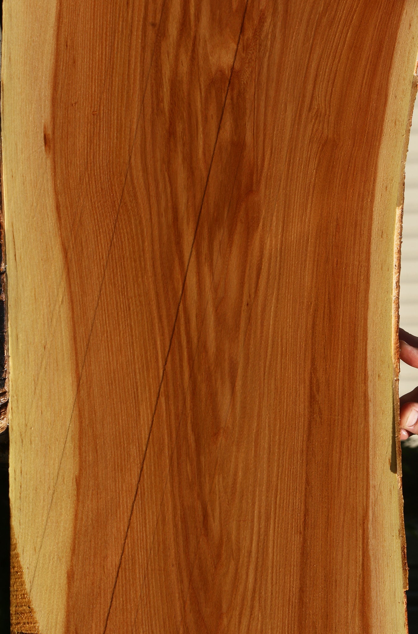 Chinese Elm Live Edge Mini Slab